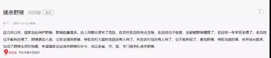海螺突遇“棘手”問題！ 野豬集體來“做客”！